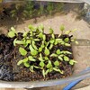 家庭菜園　ナスの芽出しをやってみたら、大変だった（2025年5月）