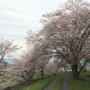 桜が五分咲きとあぜ塗りと苗代に苗箱をだすこと