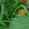 お茶を巡る、出会いと別れ
