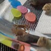 サワガニとゴリを飼い始める