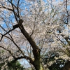 春日和、桜満開！