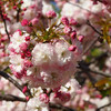 八重桜のお花見