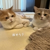 雨田甘夏、上下です。【猫とあくびと個性事情】