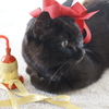 猫と過ごすクリスマス2024