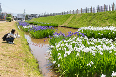 春日山城史跡広場のカキツバタ見頃　紫と白のコントラスト鮮やかに