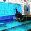 亀のゴン太🐢観察日記