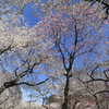 新宿御苑の桜