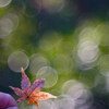 「小金井公園に行こう♪_#１３_Pentacon AV 80mm F2.8」_撮影特訓編