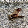 トビイロシワアリの獲物(2)