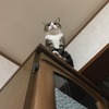 ジャンプ力凄し！高い所好きな猫；ねこ：保護猫日記。2歳11ヵ月（146週）