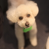 トリミングに行ってきました ＋ 最近のあかりちゃん