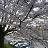 岡山後楽園の桜見物に行きました。