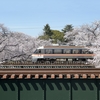 どうやら美濃地方の桜が満開？