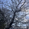 『上野公園へ』桜よりも人が多すぎる