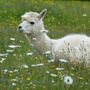 ふしぎ子の早慶高校→都立？受験チャレンジ