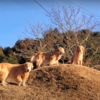 夕暮れの段々畑で遊ぶゴールデンレトリバー