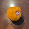 sumo citrus という名のデコポン
