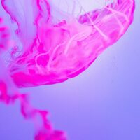 日本語で読む海外