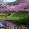 リーフでおでかけ！ 豊田市で河津桜と梅三昧【東海エリア】