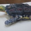 🐢に色をつけました