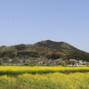 巾着田で菜の花の花見