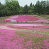 秩父の芝桜