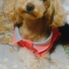 型紙で簡単に作れる🐩お下がり気分で犬服リメイク