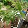鉢上げ・・・。