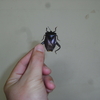 インドネシアで2009年に採集したカメムシ
