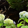 ✿白山神社　あじさいが咲き始めました😊