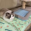 追いかけっこしましょうと誘いにくるふくちゃん