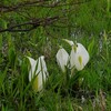 佐渡　水芭蕉を見つけ