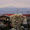 白木蓮と月山