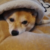 まったり（究極編）、だよ
