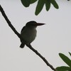 夜明けのチャガシラショウビン(Brown-hooded Kingfisher)