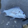 デイチニングの伊勢志摩クロダイ狙い