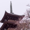 桜もそろそろ終わり