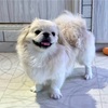 【体験レポ】犬カフェRIO原宿竹下通り店に行ってみた！アクセス・料金・楽しみ方まで紹介♪