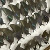 中部大学の博物館展示を見に行ってきました その1：蝶編