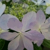   紫陽花