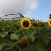 あわじ花さじき ひまわり '21