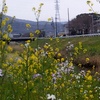 河原の菜の花。