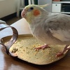 まったり自宅