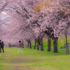 桜のトンネルの下で