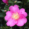 (282) Camellia sasanqua