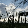 【CASIO ZR1600】オールドコンデジで朝露と雑草を撮影しました。