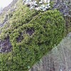 神社で苔探索⑧ フルノコゴケ