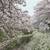 寄り道して桜観賞