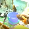 マダイ、イサギイ釣りに挑戦　大王崎沖