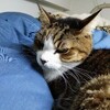 ねこ　オス　12歳　腎臓疾患　結石　石松くん　闘病記　2019年3月2日　土曜日